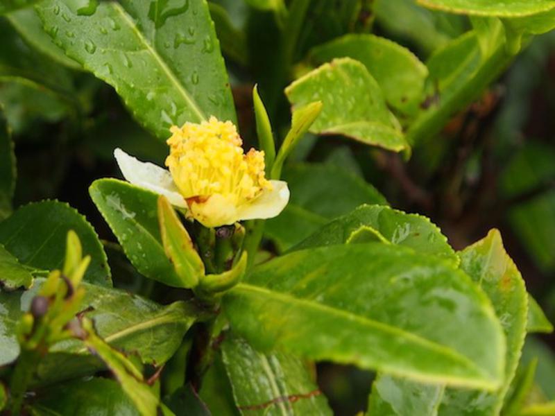 A late flower on Camellia sinensis, the tea plant