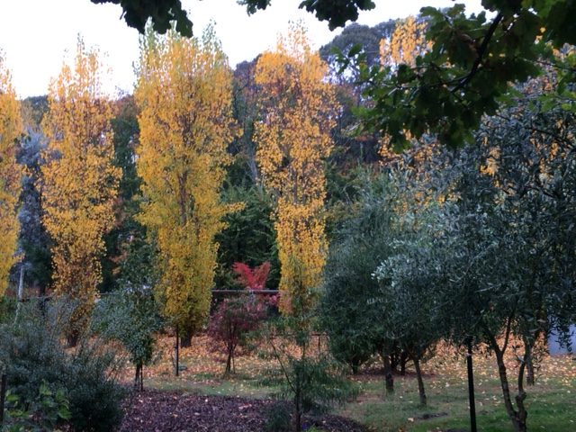 Autumn colour in the garden at Plane Trees