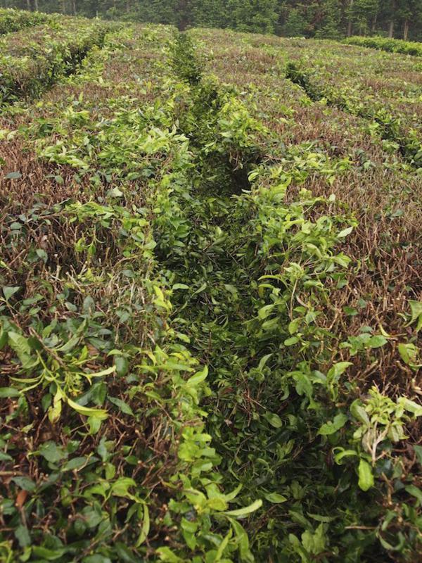 Prunings are left between the tea plant rows to rot down