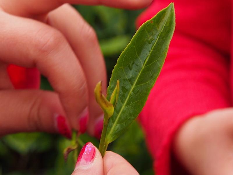 Showing the top buds picked for tea production near Baoshan, Yunnan