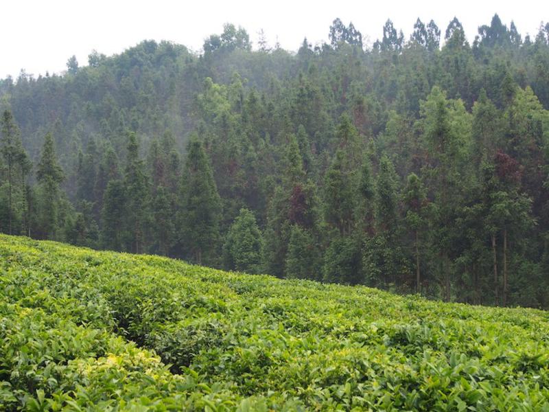 Tea plantation near Baoshan, Yunnan, China