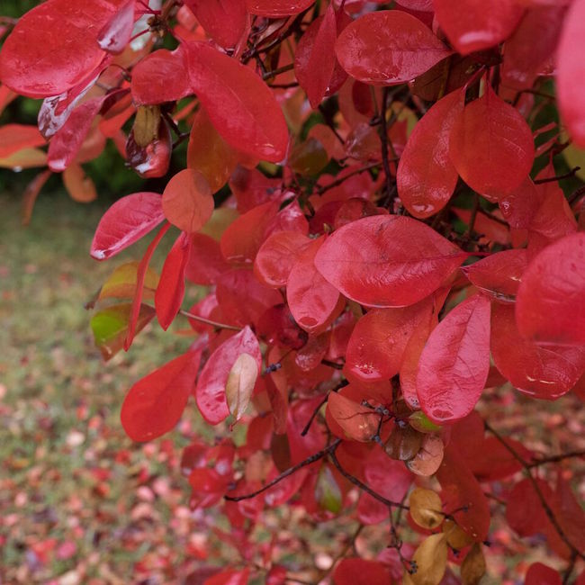 Vivid autumn foliage at Mayday Hills