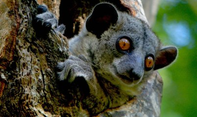 Red-tailed Sportive Lemur, Kirindy, Madagascar