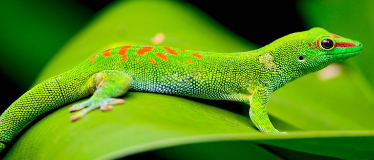 Gecko in Madagascar