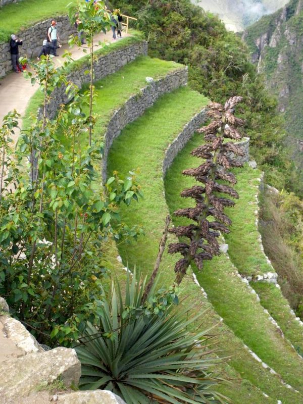 Achupalla, a stunning bromeliad, Puya weberbaueri at Machu Picchu