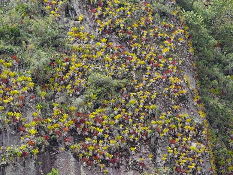 Bromeliads on the rock walls below Machu Picchu
