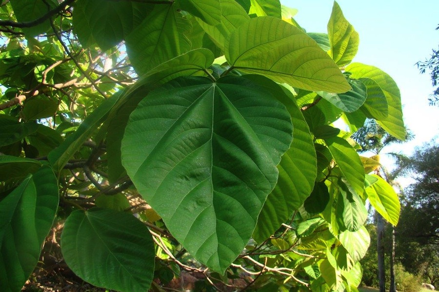 Leaf of Ficus auriculata, Darwin