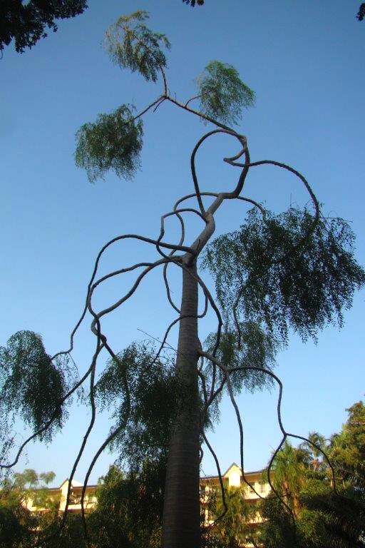 Serpentine branches of Moringa in Darwin Botanical Gardens