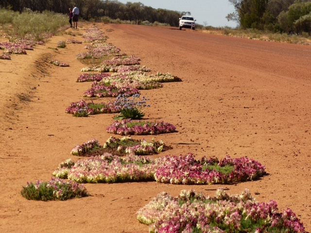 Hundreds of WA's famous red wreath flowers line the road near Mullewa, Western Australia