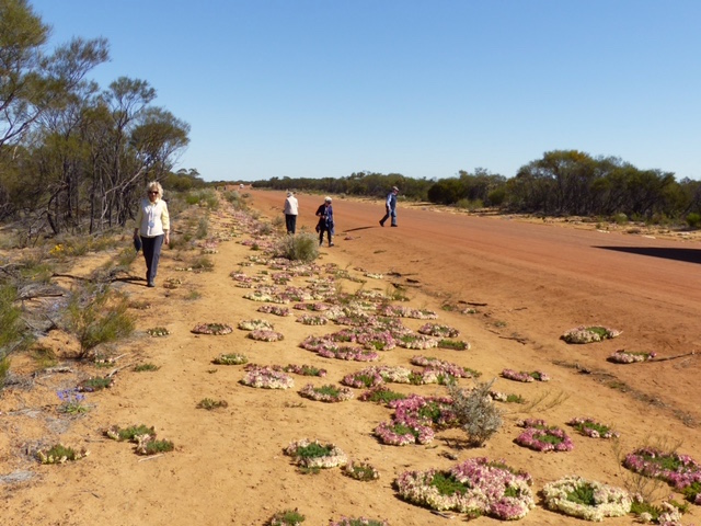 Red wreath flowers along the roadside east of Geraldton, Western Australia in 2016