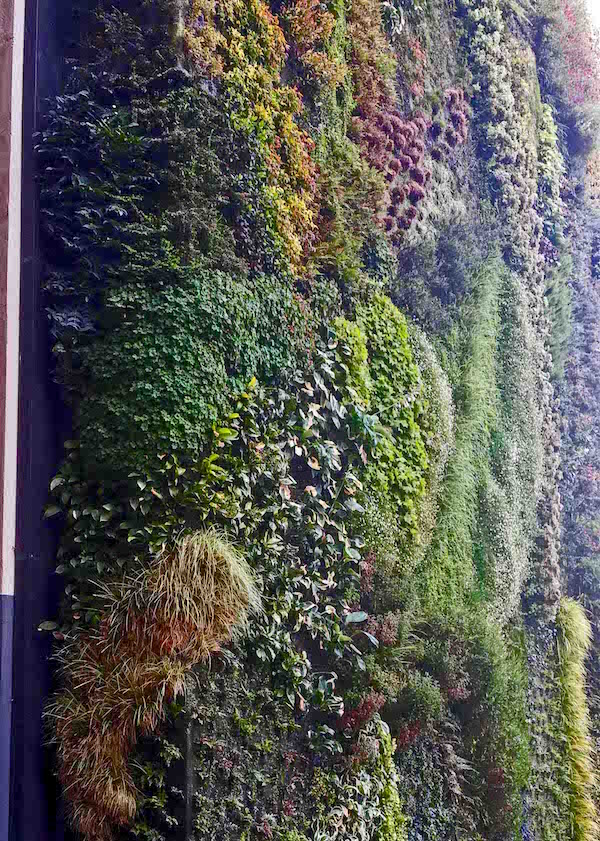 Caixa Forum Greenwall, Madrid, close up showing patches where plants have died back and replaced