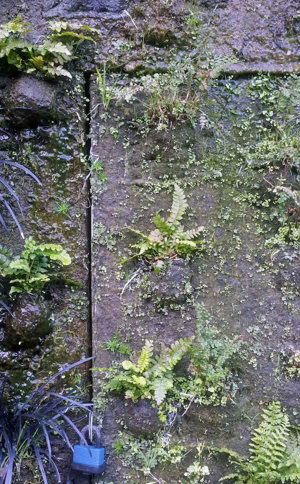 Caixa Forum Greenwall, Madrid, with newly planted ferns showing irrigation wetness and maintenance access