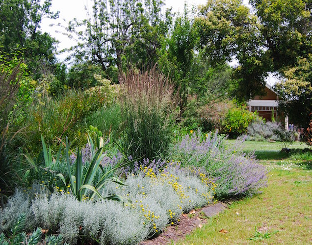 Perennials at Chesterfield garden, Geelong. Design Stephen Read Landscape Design