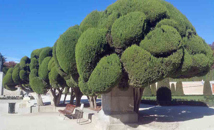 Retiro Cloud pruned cypress close up with wonderful shadows
