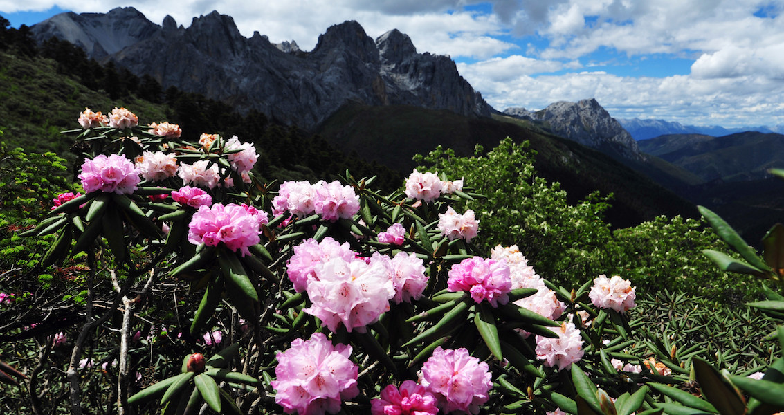 Rhododendron in Yunnan