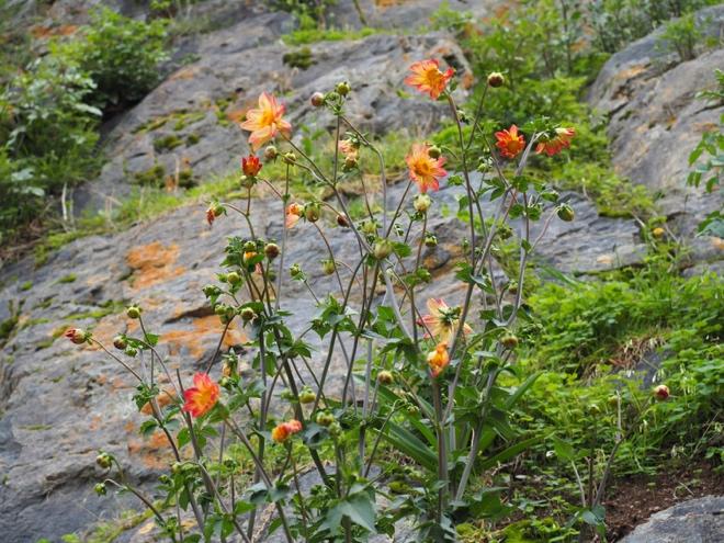 And a few imports as well – Dahlia (native to Mexico) growing on the rocks