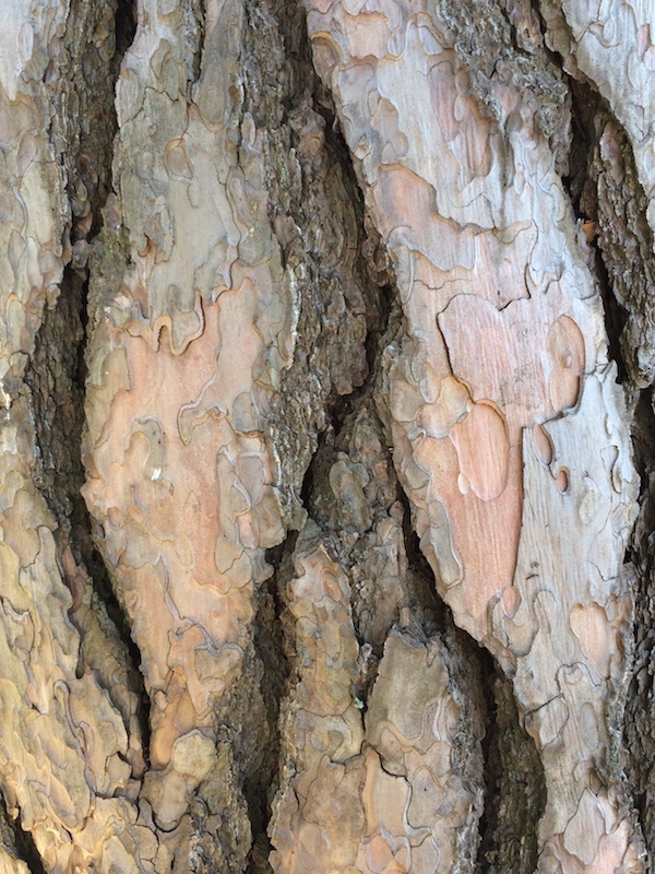 Beautiful tessellated bark on the pines