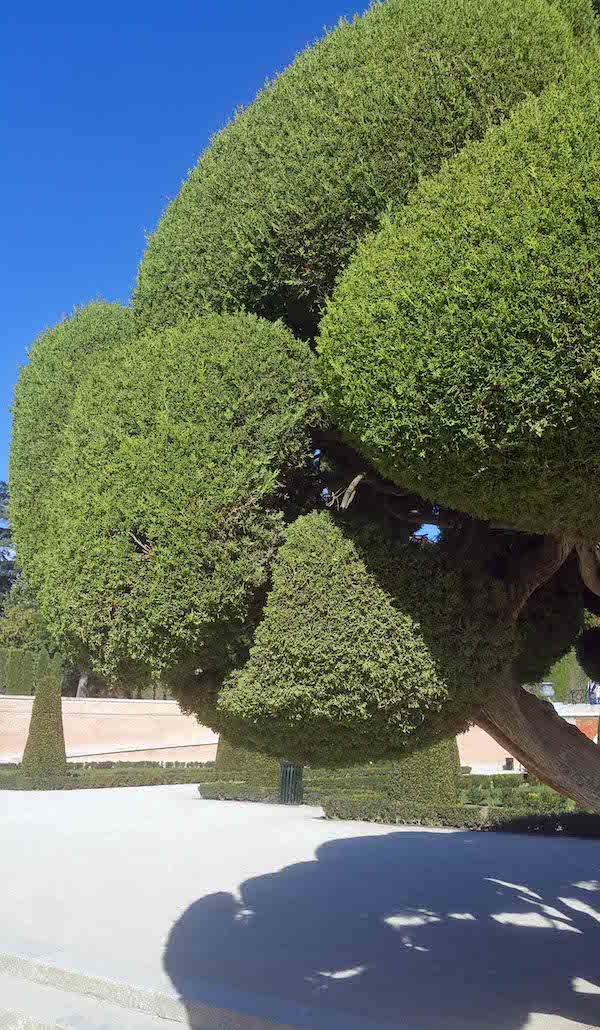 Retiro Cloud pruned cypress close up