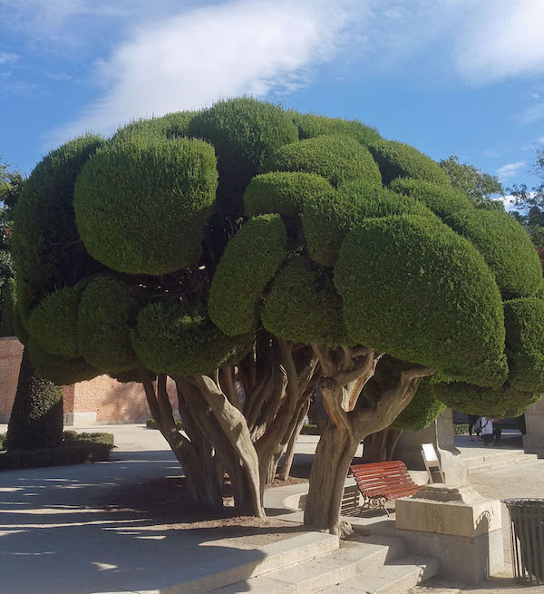 Retiro Cloud pruned cypress